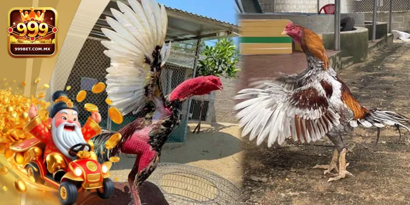 Trực Tiếp Gà Chọi C1 Uy Tín Tại Nhà Cái 999bet 2 Những lợi ích người chơi nhận được khi tham gia cá độ trực tiếp gà chọi C1