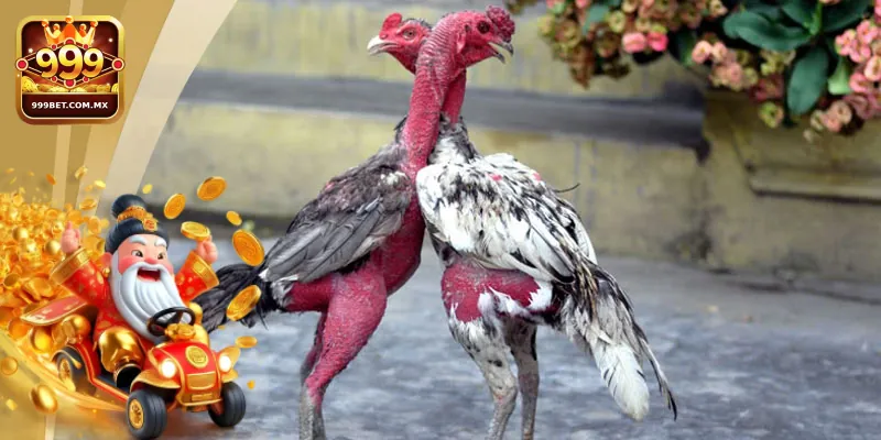 Trực Tiếp Gà Chọi C1 Uy Tín Tại Nhà Cái 999bet 3 Những yếu tố cần chú ý để có trải nghiệm tham gia trực tiếp đá gà C1 hiệu quả